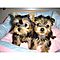 Tiny-t-cup-yorkie-puppies-available-now-for-free