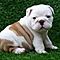 Pure-breed-english-bulldog-puppies-for-rehoming