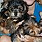 4-teacup-yorkie-puppies-for-free-adoption