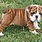Cute-and-adorable-english-bulldog-for-adoption-for-any-good-loving-and-caring-home-for-adoption