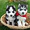 Magnificent-siberian-husky-puppies-for-you