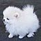 Pomeranian-puppies-for-sale