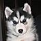 12-weeks-old-husky-puppies-available