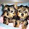 Gorgeous-top-quality-teacup-yorkies-1-to-2-pounds-full-grown-150