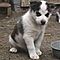Cheap-siberian-husky-puppies-for-sale