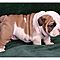 Adorable-male-english-bulldog-puppies-8-weeks-old
