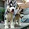 Affectionate-siberian-husky-puppy-for-sale