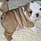 Adorable-akc-english-bulldog-puppies-for-adoption